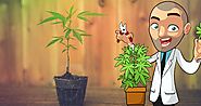 How To Grow Just 1 Marijuana Plant At Home! [Step by Step]