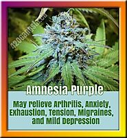 Amnesia Purple