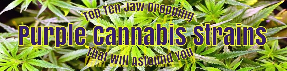 Headline for Top Ten Jaw Dropping Purple Cannabis Strains That Will Astound You