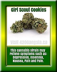 Insomnia Relief Strain Girl Scout Cookies - 420Gangsta.ca