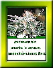 Insomnia Relief Strain White Widow - 420Gangsta.ca