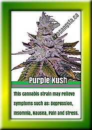 Insomnia Relief Strain Purple Kush - 420Gangsta.ca