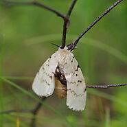 Moth Exterminator, Moth Pest Control & Gypsy Moth Control