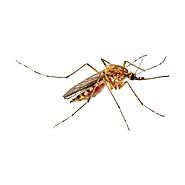 Mosquito Control & Mosquito Exterminator St. Louis & Kansas City