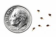 Flea Exterminator St. Louis & Flea Pest Control Kansas City