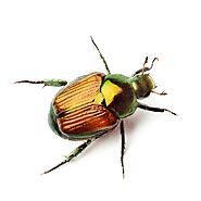 Beetle Exterminator St. Louis & Japanese Beetle Control Kansas City