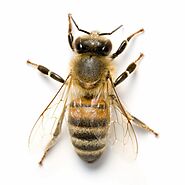 Bee Removal St. Louis & Bee Exterminator Kansas City