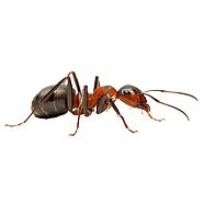 Ant Exterminator St. Louis & Pest Control Ants Kansas City