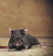 Dangerous Diseases That Rodents Can Carry and Transmit