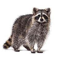 Raccoon Removal & Raccoon Pest Control St. Louis & Kansas City