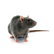 Rodent Control & Rodent Removal St. Louis & Kansas City