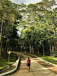 Bukit Kiara Park