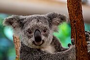Explore Lone Pine Koala Sanctuary
