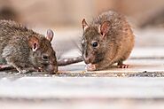 How to Quickly and Conveniently Get Rid of Rat Infestations