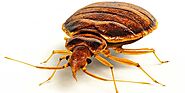 Call A Pest Control to Get Rid of Diseases Caused by Bed Bugs – 3 Counties Pest Control