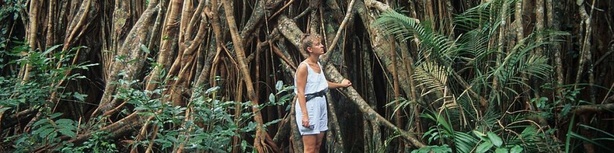 Headline for 6 Best World-Heritage Rainforests to Visit Closer to Cairns During Your Next Getaway