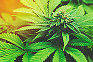 After medical marijuana legalization, Oklahoma prepares to get votes for drug’s recreational use - Sovereign Health G...