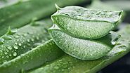 Different Ways To Use Aloe Vera Gel For Face, Body & Hair