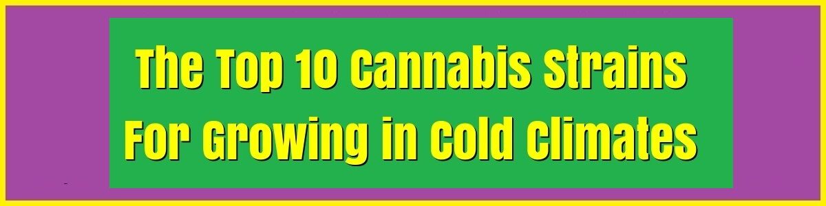 Headline for The Top 10 Cannabis Strains For Growing in Cold Climates