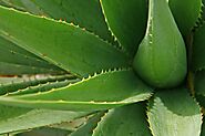 Aloe Vera Farming in India: Guide to Aloe Vera Business