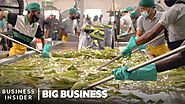 How 1.5 Million Aloe Vera Leaves Are Harvested A Week | Big Business