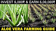 ALOE VERA FARMING / ALOE VERA CULTIVATION | Planting, Care, Harvesting, Profit, Medicinal Properties