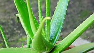 Aloe Vera Farming: ऐलोवेरा की खेती में 5 गुना मुनाफा! जानिए कैसे करें लाखों की कमाई - aloe vera farming cost and prof...