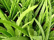 Where to Sell Aloe Vera Plant in India | Companies Buying Aloe Vera