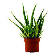 Aloe Vera Plant - Wholesale Price & Mandi Rate for Aloe Vera Plant