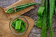 Ghritkumari Plant: Aloe Vera Uses & Benefits | Dabur
