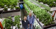 Fort Collins pair grow aquaponic farming