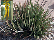 Aloe vera - Wikipedia