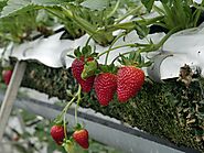 Visit a strawberry farm