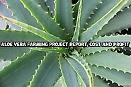 Aloe Vera Farming Project Report, Cost and Profit | Agri Farming