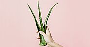 The Benefits Of Using Aloe Vera For Skin Care & More