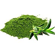 Buy Aloe Vera Powder Online in India | Aloe Vera Powder - Bulk Wholesaler – VedaOils