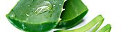 Entering the European market for aloe vera | CBI