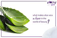 Benefits of aloe vera in the world of beauty – Plum Goodness