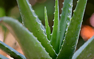 How and where to sell Aloe vera