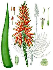 Aloe - Wikipedia
