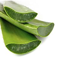 Aloe Vera Gel - Aloe Vera Leaf Manufacturer from Delhi