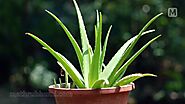 Aloe vera plant in herbal garden can make you self-sufficient in healthcare | Aloe vera farming| aloe vera benefits| ...