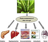 Evaluation of biological properties and clinical effectiveness of Aloe vera: A systematic review - ScienceDirect