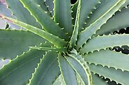 Frequently Asked Questions About Aloe Vera Farming | Agri Farming