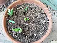How to Grow Aloe from Seed | LivingWithAloe.com