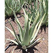Buy Aloe Seeds - Rarexoticseeds