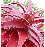 Priyathams Imported Worlds rare Red Aloe Vera plant Seed(15 per packet) Lowest Price in Online , India- Reviews, Feat...