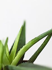7 Best Organic Aloe Vera Brands For Nourishing Your Skin
