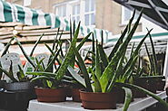 The best way to grow aloe vera from seeds | HappySprout