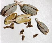 Website at https://www.lazada.com.ph/tag/aloe-vera-plants-seeds/